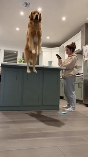 Golden retriever levitates over the kitchen island