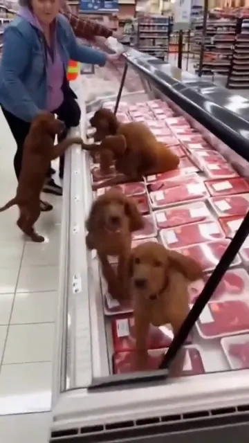 Dogs storm the supermarket meat counter
